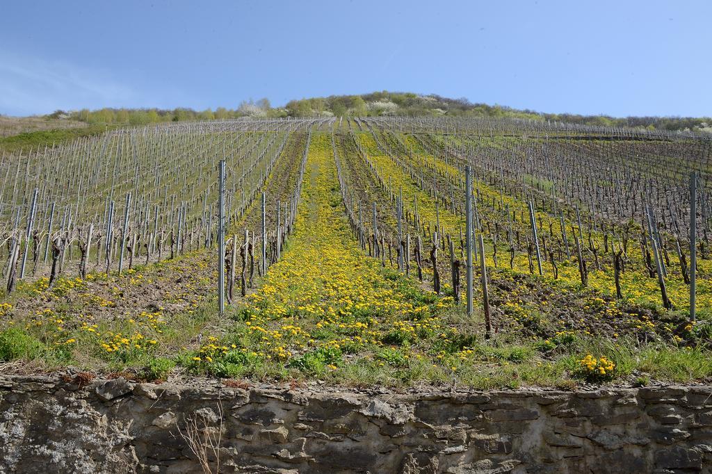 Weingut Rosenbaum Apartment Briedel Exterior foto